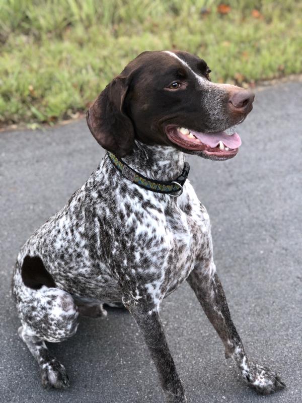 /Images/uploads/Southeast German Shorthaired Pointer Rescue/segspcalendarcontest2018/entries/9139thumb.jpg